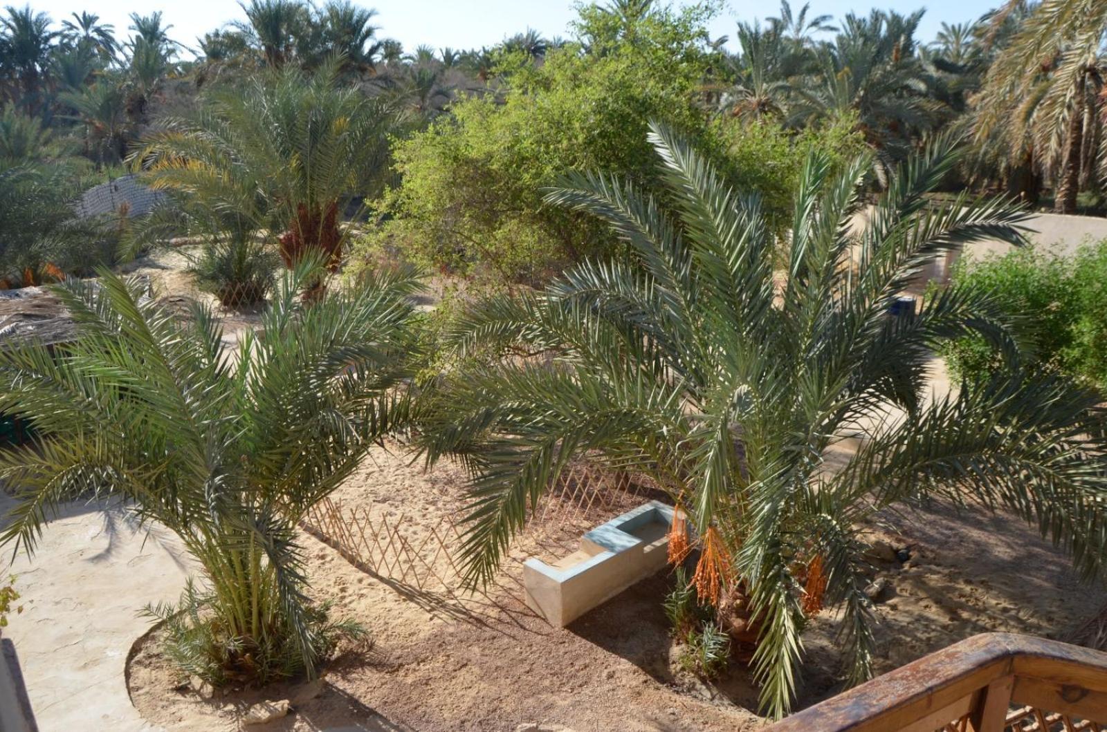 Siwa Spot Διαμέρισμα Siwa Oasis Εξωτερικό φωτογραφία